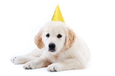 Young golder retriever puppy with birthday hat clipart