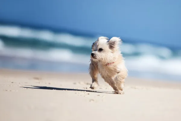 Маленькая милая собачка бегает по белому пляжу — стоковое фото