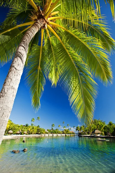 Palm tree hanging over stunning lagoon — Stock Photo, Image