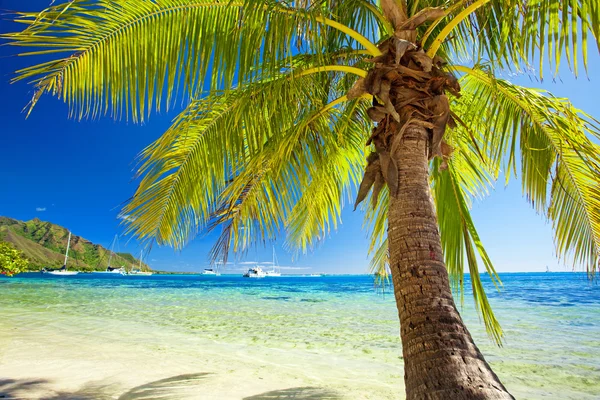 stock image Small palm tree hanging over blue lagoon