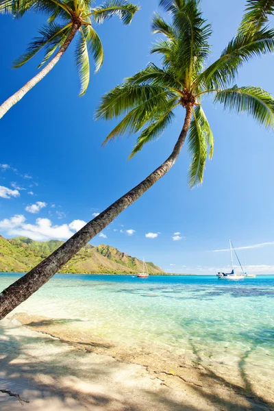Palm tree hanging over stunning lagoon with sky — Stock Photo, Image