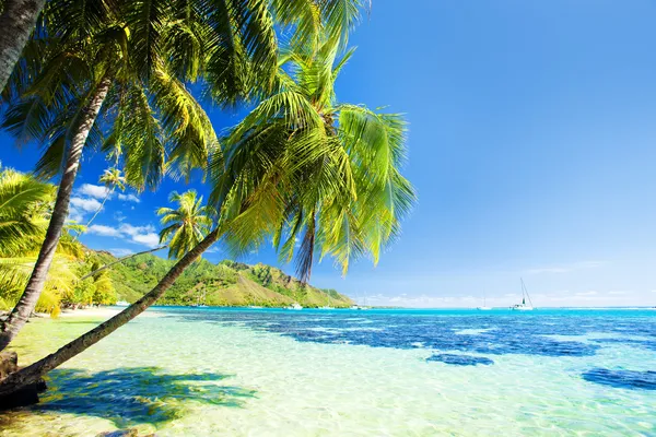 Palmboom opknoping over prachtige blauwe lagune — Stockfoto