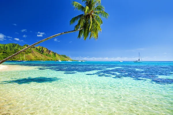 Palmträd som hänger över lagunen med blå himmel — Stockfoto