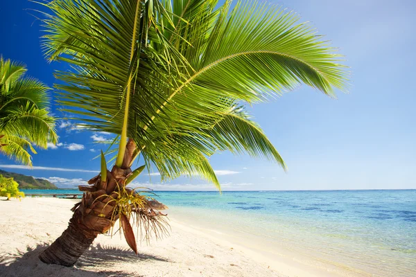 Small palm tree hanging over stunning lagoon — Stock Photo, Image