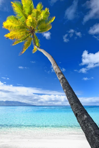 Palmträd som hänger över fantastiska blå lagunen — Stockfoto