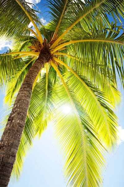 Close up van palm tree tegen blauwe hemel — Stockfoto
