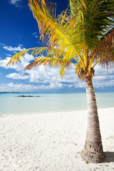 Issız bir tropik plajda palmiye ağacı — Stok fotoğraf