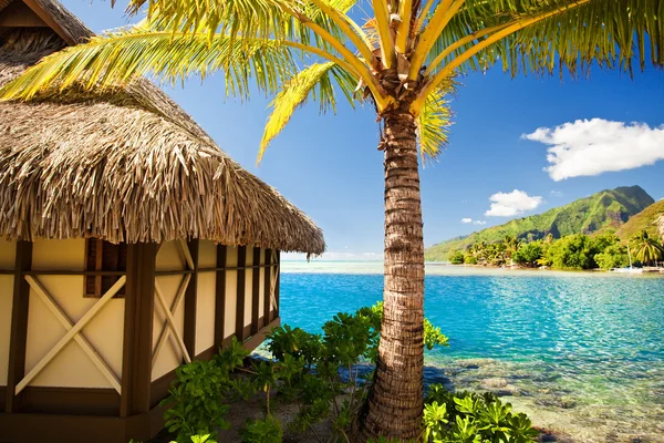 Mavi lagün yanında tropikal bungalov ve palmiye ağacı — Stok fotoğraf