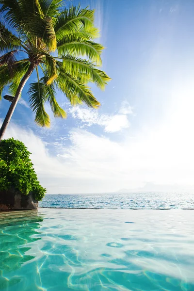 Palmeira pendurada sobre piscina infinito — Fotografia de Stock
