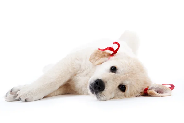 Tired retriever puppy resting with red bows — Stock Photo, Image