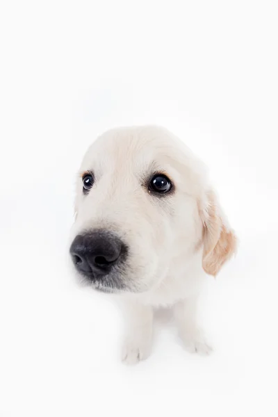 Adorable golden retriever puppy with wide angle lens — Stock Photo, Image