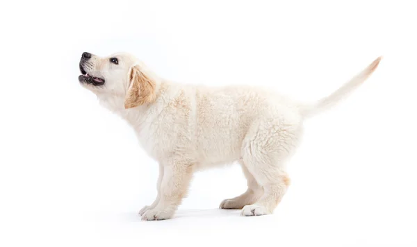 Mladí zlatý retrívr štěně čeká na něco — Stock fotografie