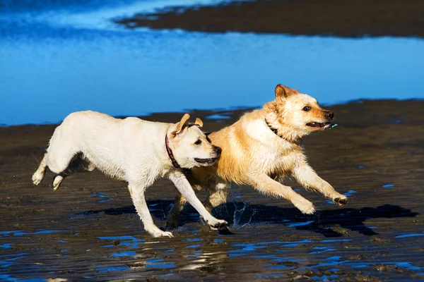 Golden retriever y labrador en la playa —  Fotos de Stock