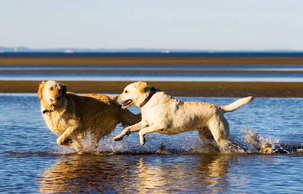 Golden retriever en labrador op het strand — Stockfoto