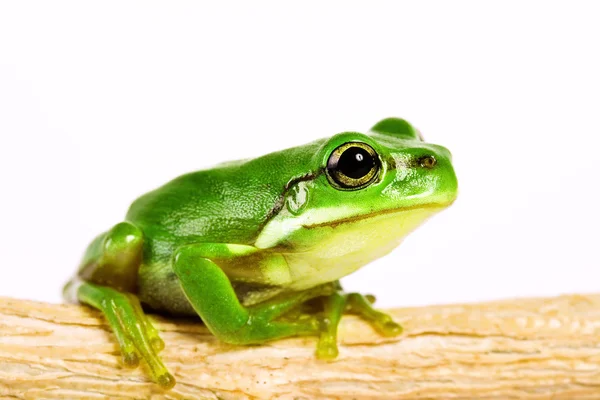 식물의 줄기에 나무 개구리 — 스톡 사진