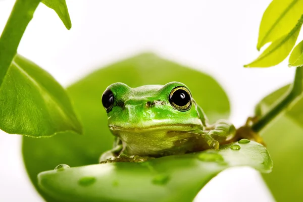 Petite grenouille verte assise sur les feuilles — Photo