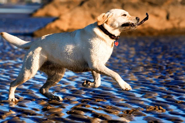 Labrador henter en pind - Stock-foto