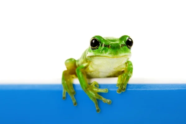 Зелена жаба, що дивиться з горщика для приготування їжі — стокове фото