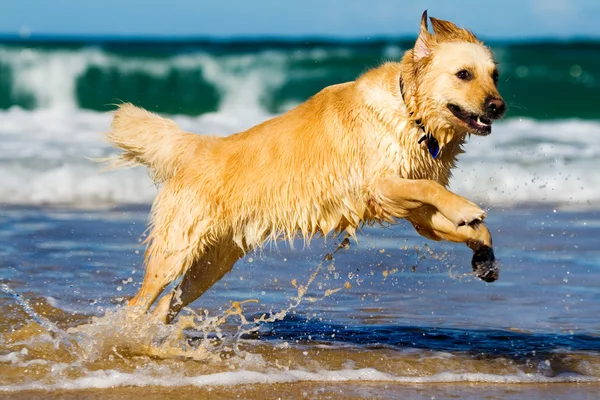 Golden retriever pulando na água — Fotografia de Stock
