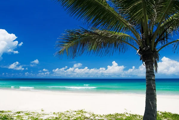 Пальма на тропическом пляже — стоковое фото