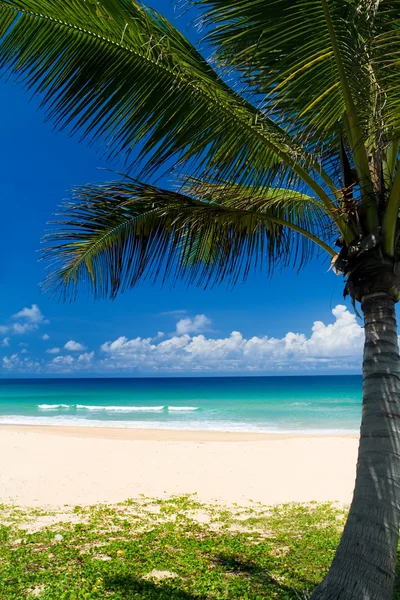 Palm tree on a tropical beach — Stock Photo, Image