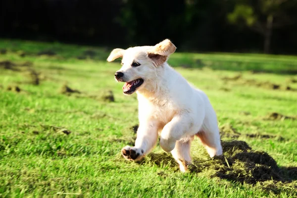 Golden retriever cachorro pulando na grama — Fotografia de Stock