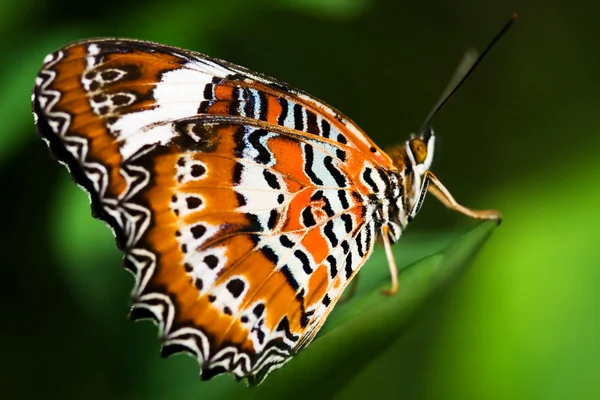 オレンジ クサカゲロウ蝶 — ストック写真