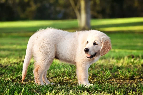Młody złoty pies myśliwski staning w trawie — Zdjęcie stockowe