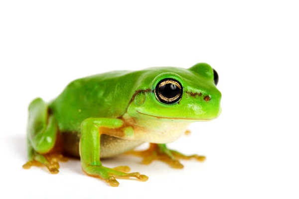 Маленька жаба на білому тлі — стокове фото