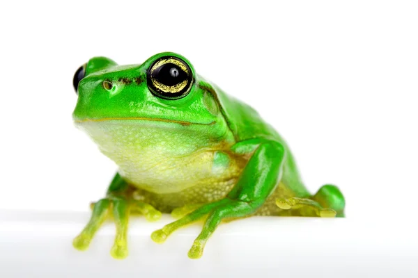 Маленька жаба на білому тлі — стокове фото