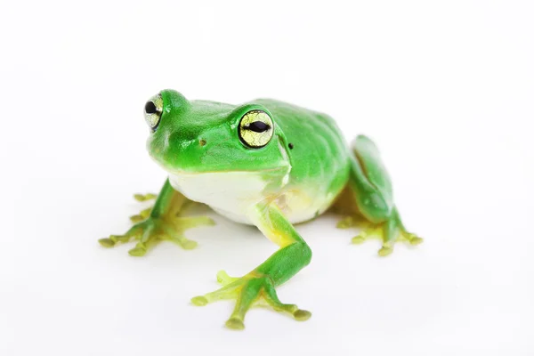 在白色背景上的小小绿色的树蛙 — 图库照片