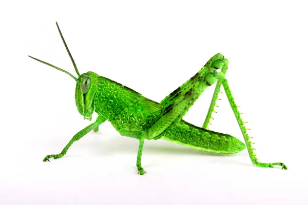 Isolated grasshopper, sideview — Stock Photo, Image