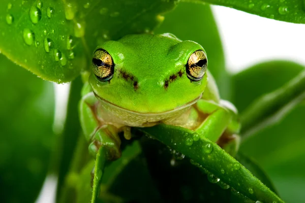 Frog peeking out from behind leaves — Stock Photo, Image