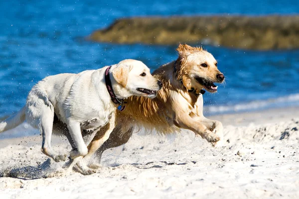 Golden retriever and lagrador on the beach — Stock Photo, Image