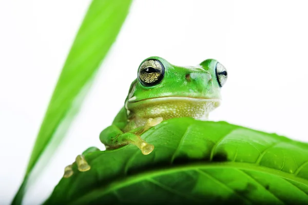 Frog peeking out from behind the leaves — Stock Photo, Image