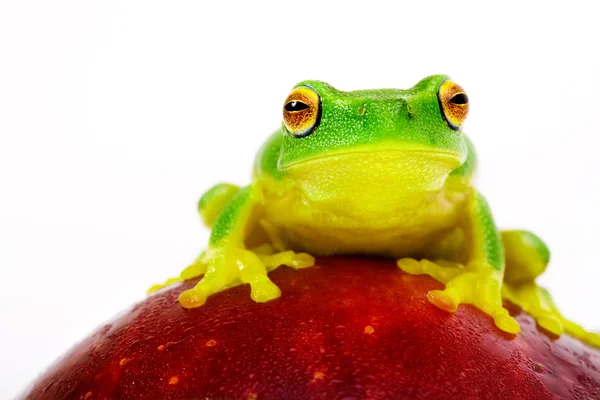Зеленая лягушка сидит на яблоке — стоковое фото