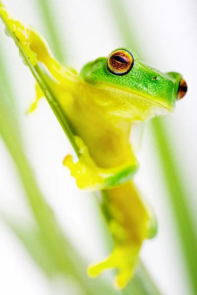 坐在草叶片上的绿色树蛙 — 图库照片