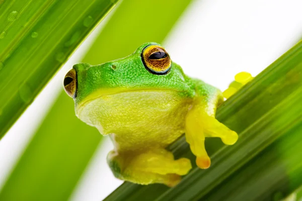 Frog peeking out from the leaves — Stock Photo, Image