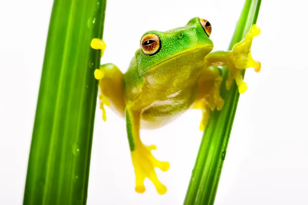 Зеленая лягушка держится на траве — стоковое фото