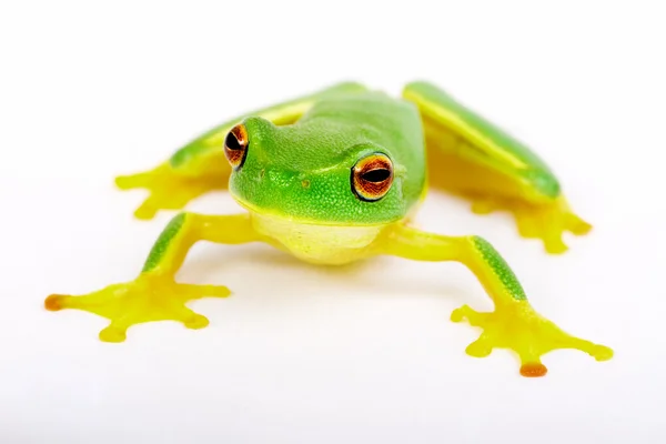 Little tree-frog on white background — Stock Photo, Image