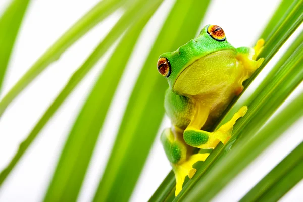 Зеленая лягушка на пальме — стоковое фото