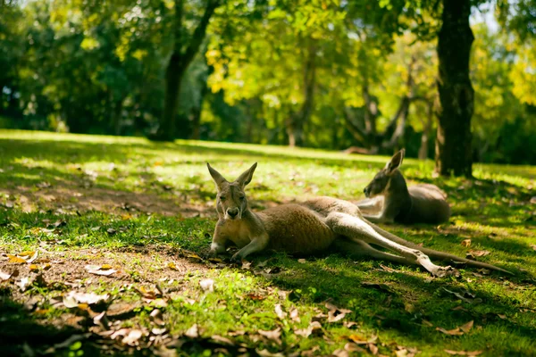 Австралийские кенгуру отдыхают на траве — стоковое фото