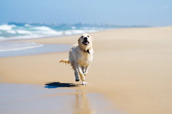 Pes běží na pláži — Stock fotografie