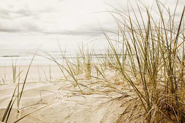 Feche-se de uma grama alta em uma praia durante a estação nublada — Fotografia de Stock