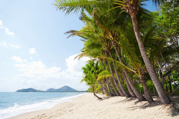 Spiaggia tropicale con palme nel nord del Queensland — Foto Stock