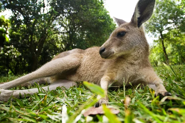 Молодой кенгуру лежит в траве — стоковое фото