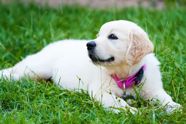 Golder retrívr štěně dívka na trávě — Stock fotografie