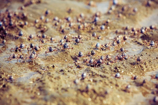 stock image Many little crabs running on the beach