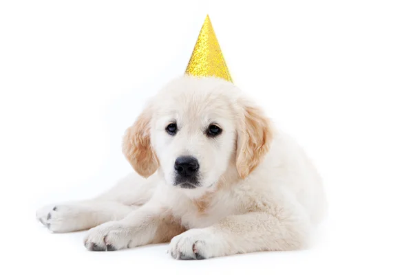 Jovem filhote de cachorro golder retriever com chapéu de aniversário — Fotografia de Stock