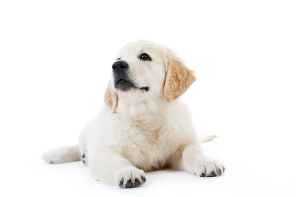 Cute golden retriever puppy lying — Stock Photo, Image